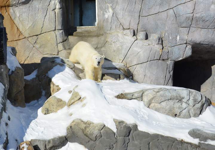 Humphrey Assiniboine Park Zoo polar bear