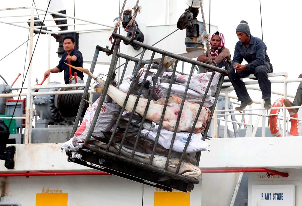 In this Saturday, Nov. 22, 2014 photo, workers in Benjina, Indonesia, load fish onto a cargo ship bound for Thailand. Seafood caught by slaves mixes in with other fish at a number of sites in Thailand, including processing plants.