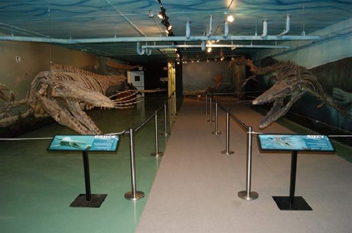 mosasaur Canadian Fossil Discovery Centre Morden Manitoba