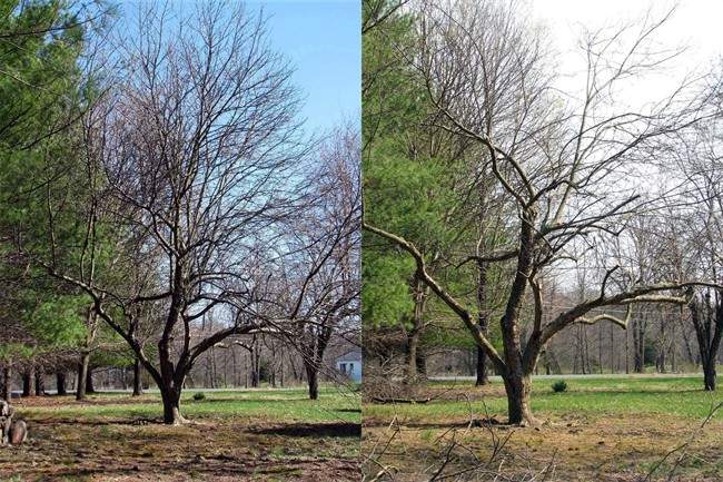 Bring your old apple tree back to its former glory