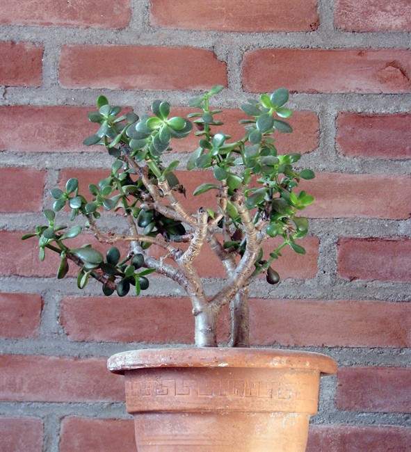 Jade plants (and other succulents) Go easy on watering