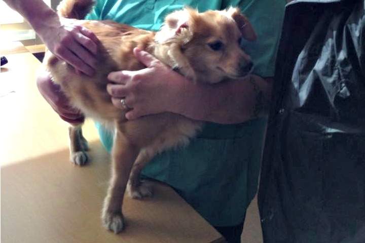 The Paws for Hope Animal Foundation is running a special veterinary clinic -- just for the animals of people living at Vancouver's Dr. Peter Centre. 