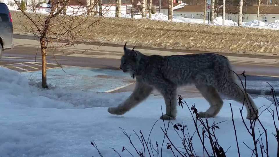 Rare lynx goes for stroll in northern Ontario town