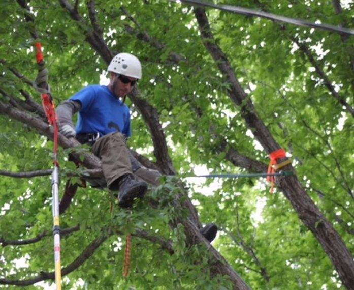 Arborist Ian Jones in a willow tree near Edmonton, April 2015.