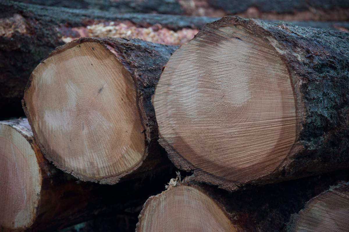 Fresh cut logs are stacked after being harvested by loggers near Youbou, B.C. 