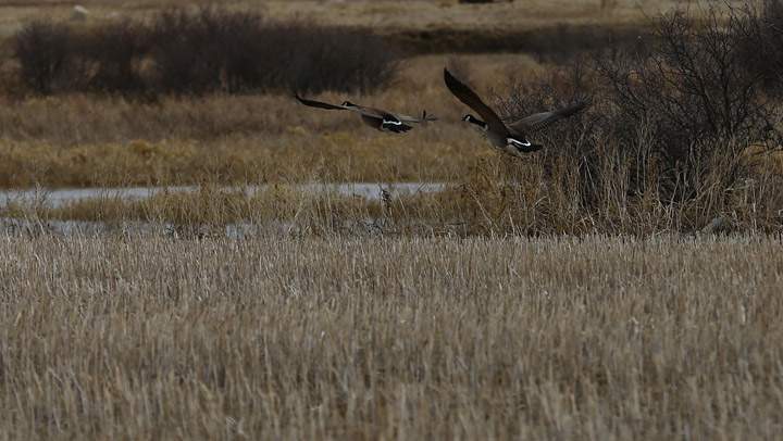 April 10: This Your Saskatchewan photo of geese by the Souris River near Weyburn was taken by Bill Allen.