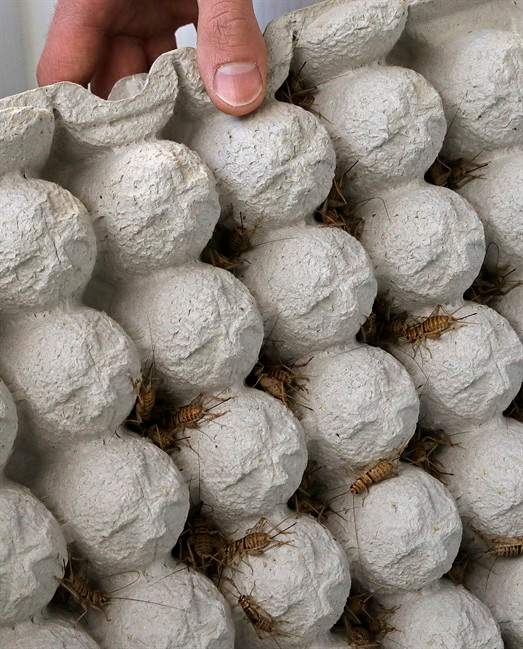 'Entopreneurs' feed growing appetite for edible insects