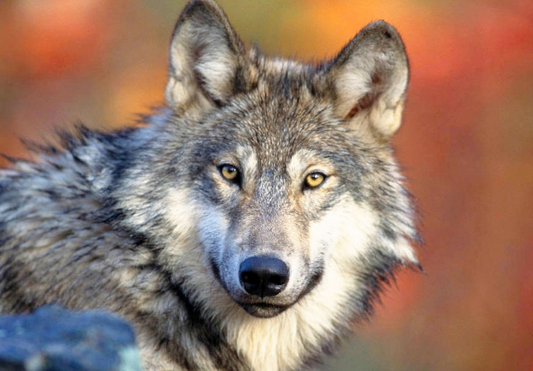 The provincial government said it planned to have hunters shoot as many as 184 wolves from helicopters this year, but wound up killing just half that amount.