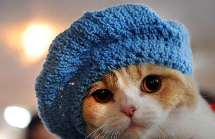 What started as a lark has turned into steady work for Sara Thomas, author of 'Cats in Hats: 30 Knit and Crochet Patterns for Your Kitty.'
