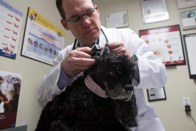 Vet's spring checkup tips for dogs and cats