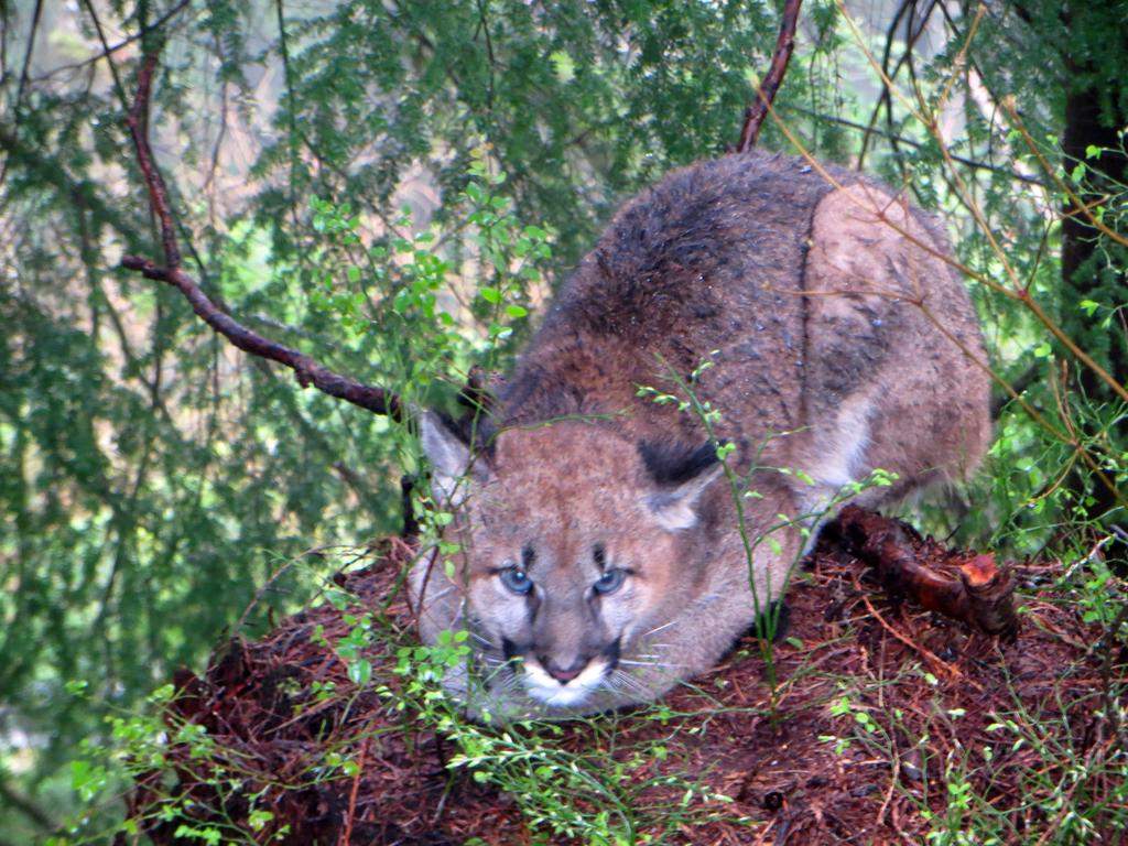 WATCH: North Shore residents warned about possible cougar sightings - image