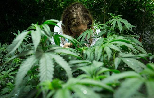 Where you’ll be able to legally smoke marijuana in Saskatchewan in October - image