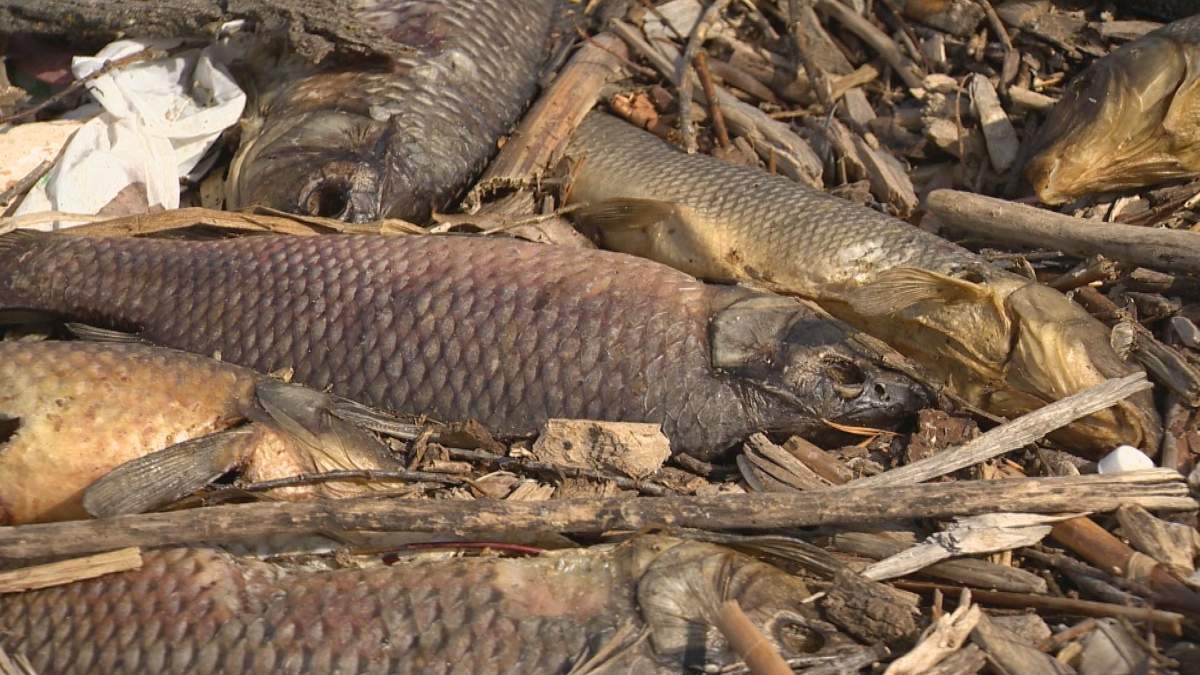 About 800 fish have been rescued from a Regina creek where a large number were found dead earlier this week.