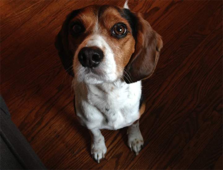 Is your dog a genius?