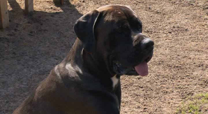 What are things pet owners can do to keep their furry family members from going missing and what are the steps to take when it does happen.