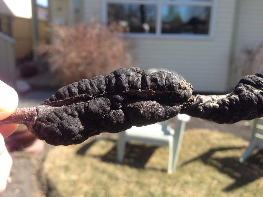 Dead Chokecherry trees like “something out of a horror movie” - image