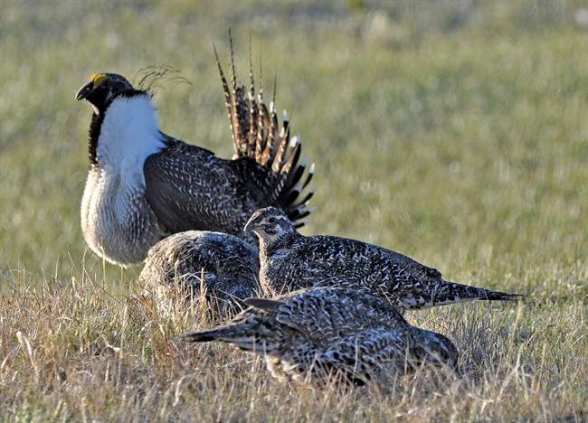 The endangered greater sage grouse has been found on a swath of native grassland in Saskatchewan.