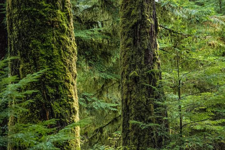 Gribbell Island in Great Bear Rainforest, British Columbia.
