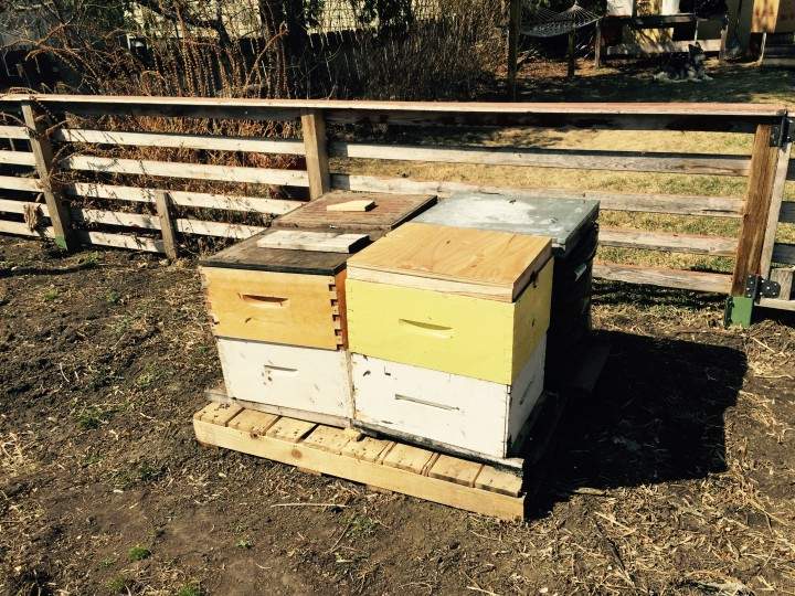 The urban buzz about bees in Saskatoon - image