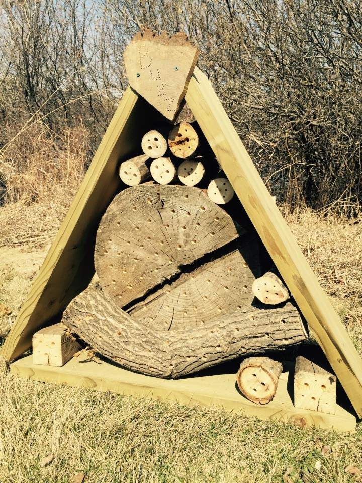 The urban buzz about bees in Saskatoon - image
