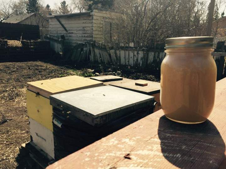The urban buzz about bees in Saskatoon - image