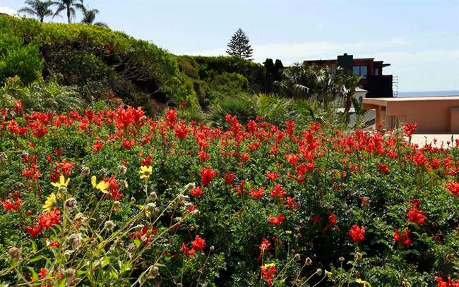 A lack of snow in February has resulted in high pollen counts earlier in the year.