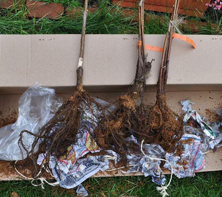 In this 2015 photo, though looking forlorn, these healthy, bare-root, mail-order nursery trees are ready to grow, their roots recently unpacked from moist sawdust and wet newspaper, and a wrapping of plastic film, in New Paltz, N.Y.