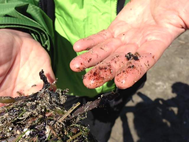 No risk to general public from English Bay oil spill: coastal health - image