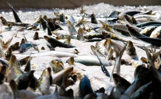 Union wants Pattison Group’s fishing licences pulled after cannery closure - image