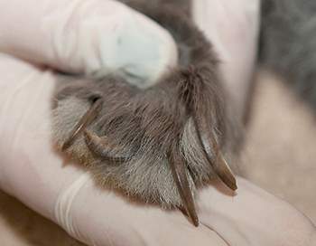 50 rabbits seized by animal cruelty investigators in Nanaimo - image