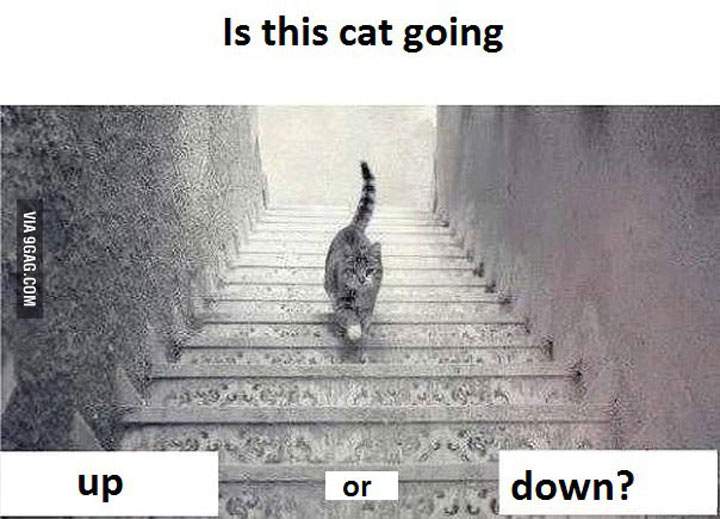 Is this cat going #UpOrDown a flight of stairs?