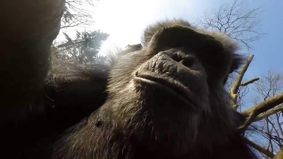 Chimp vs. Drone