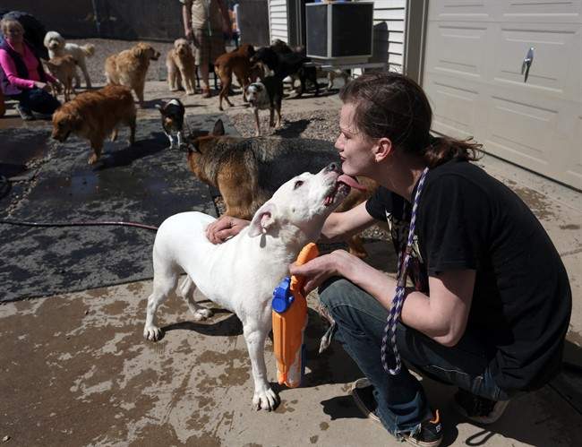 Canine flu outbreak sickens hundreds of dogs in Midwest