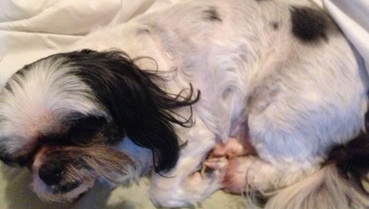 Zorro, a family pet, has gone missing after a fatal house fire in Saskatoon on Wednesday morning.	