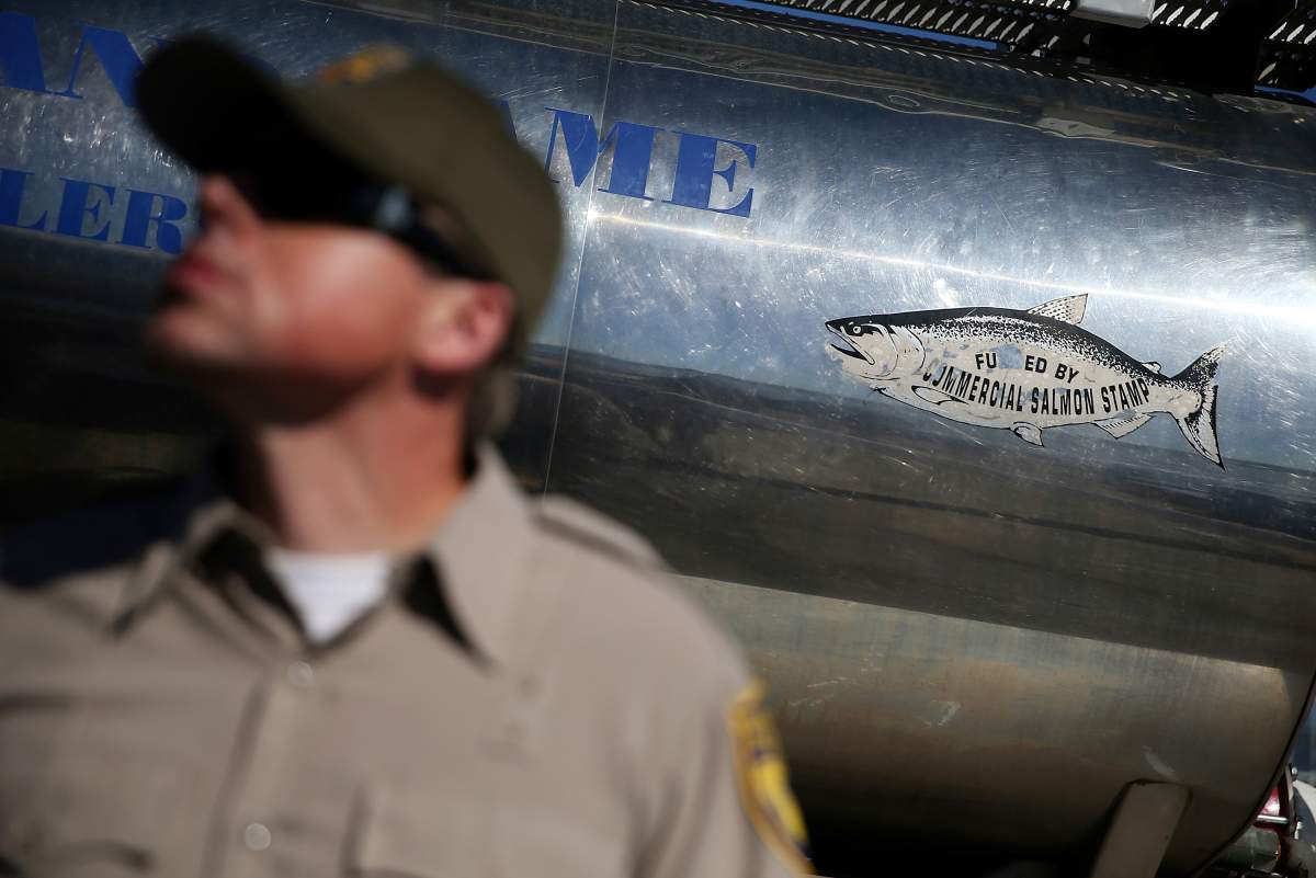 A California Department of Fish and Game worker stands next to a tanker truck filled with  thousands of fingerling Chinook salmon.
