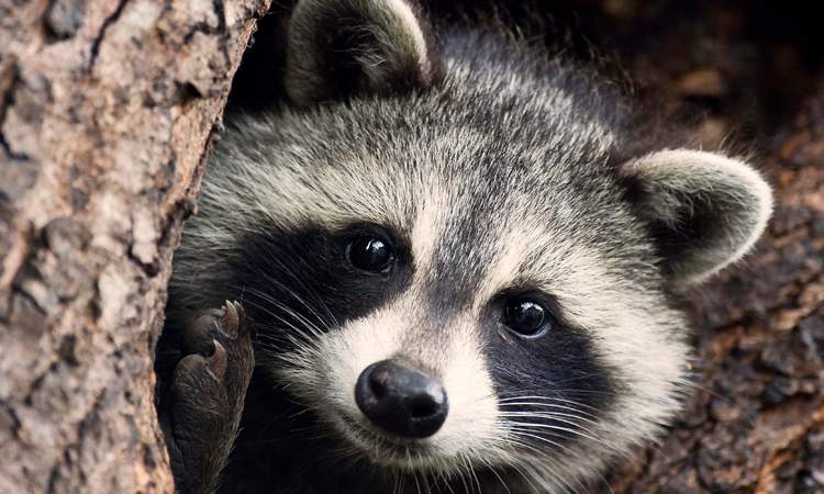 Raccoon (Procyon lotor) in its den in a hollow Silver Maple tree in the Scarborough Bluffs, Toronto.