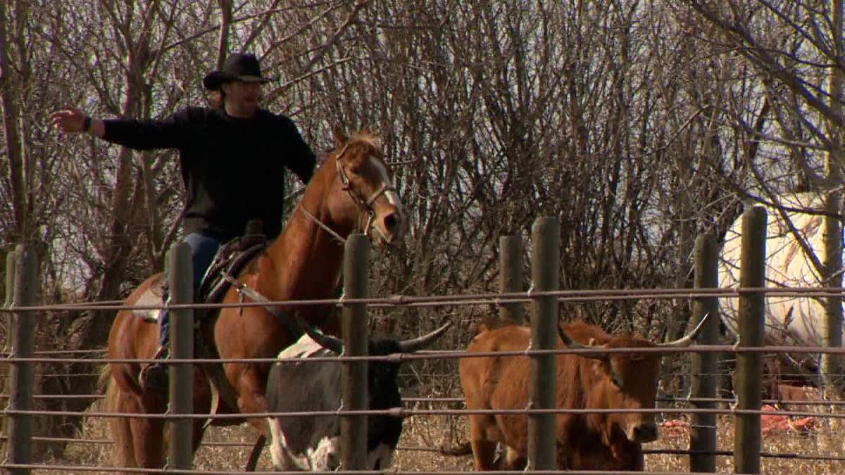 Alberta cowboy Bryn Roy brings rodeo determination to the CFL - image