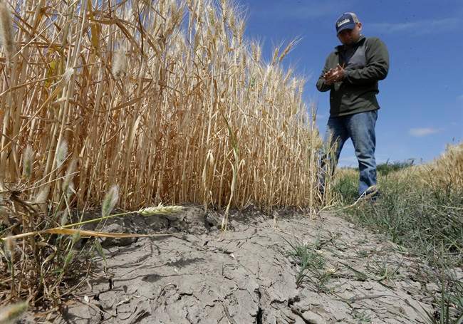 Gino Celli inspects wheat nearing harvest on his farm near Stockton, Calif.