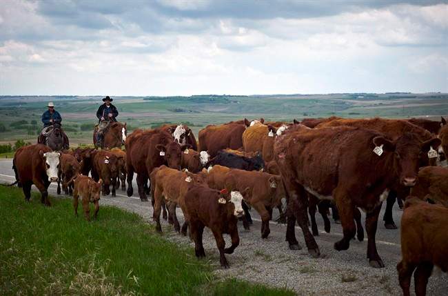 The Conservative government says it will move ahead with retaliatory trade measures against the United States in light of a decisive World Trade Organization ruling against American meat labelling.
