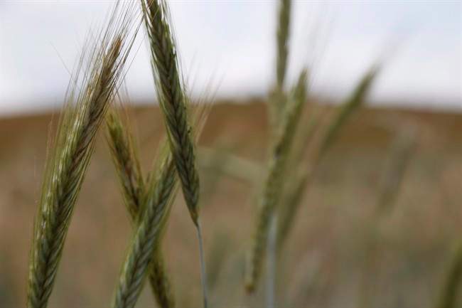 Despite the lack of moisture, most Saskatchewan crops are at their normal development stage for this time of year.