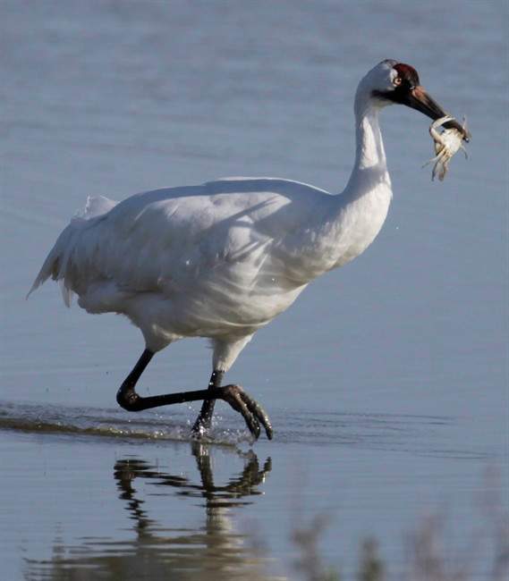 Whooping crane