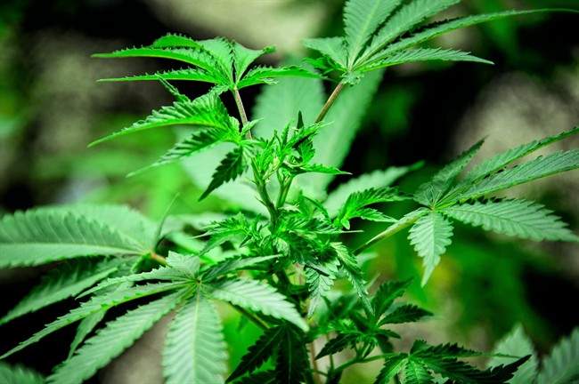 A marijuana plant grows at a Minnesota Medical Solutions greenhouse in Otsego, Minn., Tuesday, May 5, 2015.