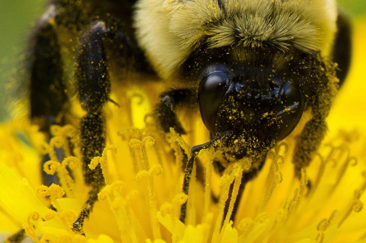 Pollen sticks to a bee as it gathers nectar from a dandelion on a spring afternoon Friday, May 2, 2014, in Philadelphia.