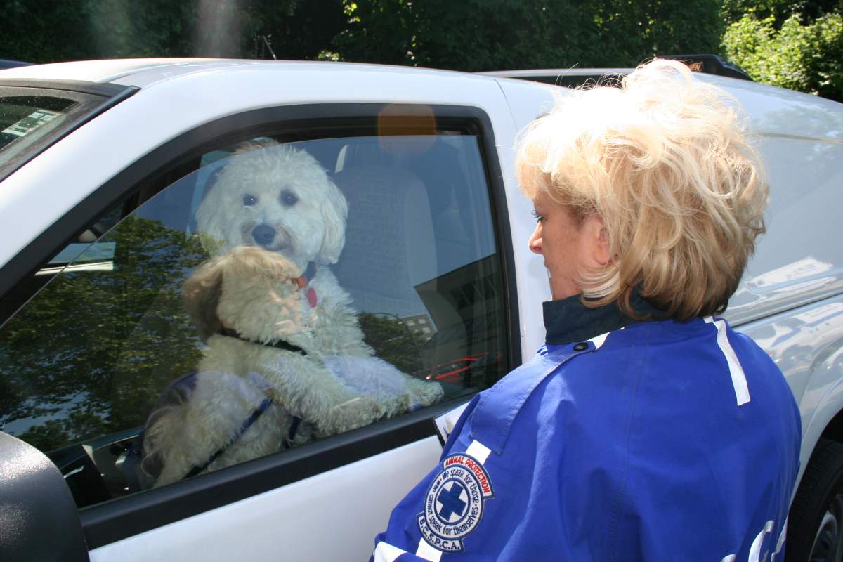 If you see a dog in a car in distress, call for help.