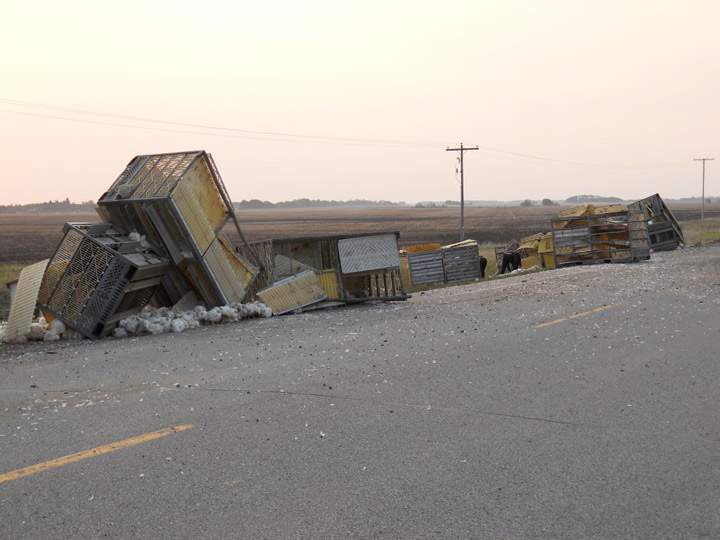 Saskatchewan RCMP say live chickens spilt out of a semi travelling on Highway 5 early Tuesday morning.