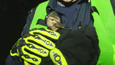 Rescued duckling .