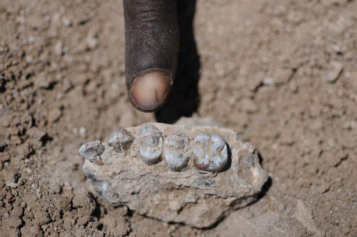 The holotype upper jaw of Australopithecus deyiremeda found on March 4, 2011. 