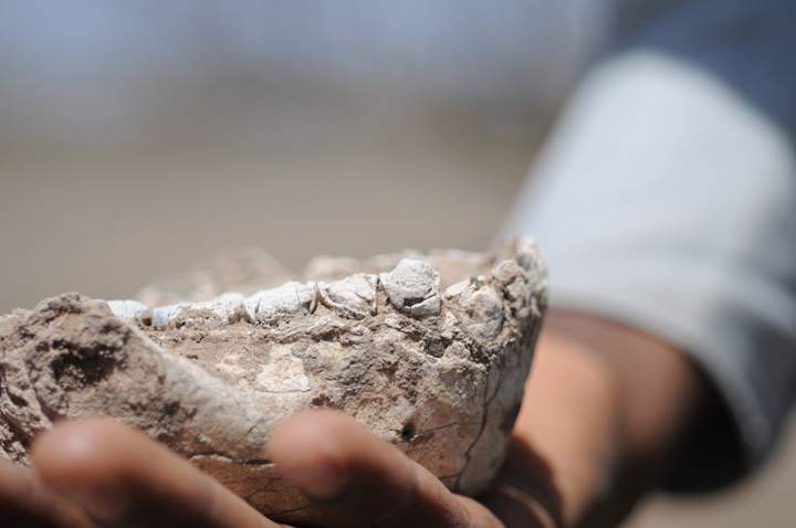 The complete paratype jaw before it was cleaned.