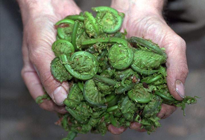 Health Canada has issued a warning to consumers over the preparation of fiddleheads. While they're safe to eat, they must be cleaned and cooked properly.