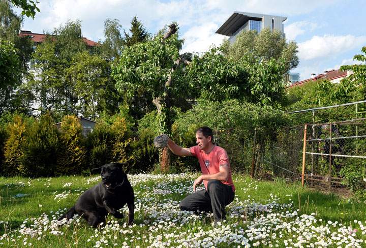 Gardening: How to grow healthy food for your pets